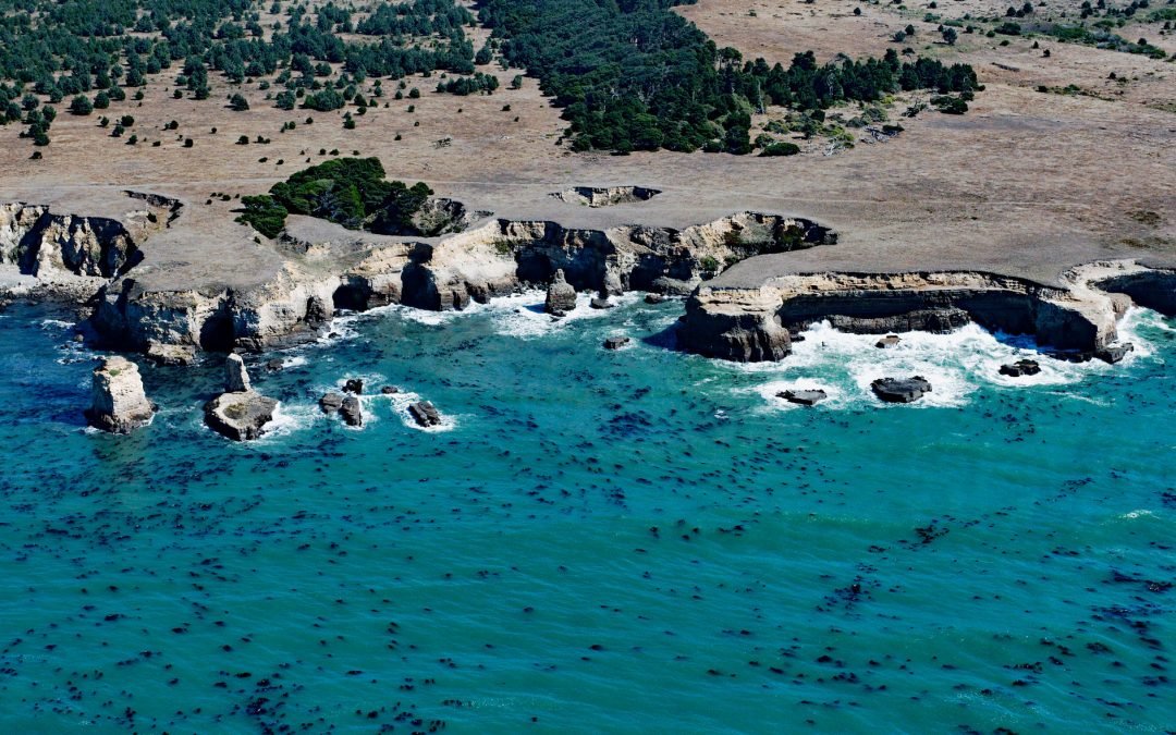 Sea Lion Cove, Point Arena