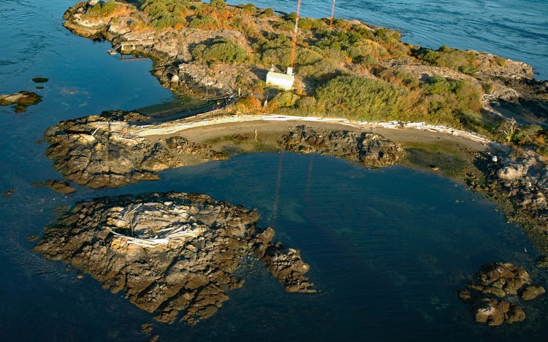 Strongtide Islet, Chatham Islands